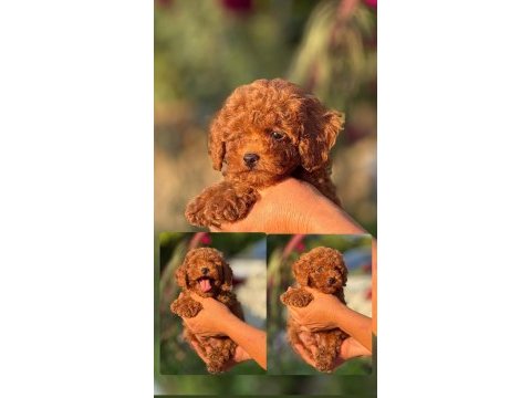 2 aylık erkek poodle