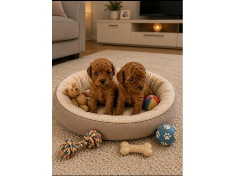 Tatlı kucuk poodle mınıkler
