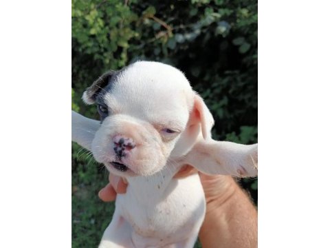 French bulldog yavrular ister anne ile ister tek