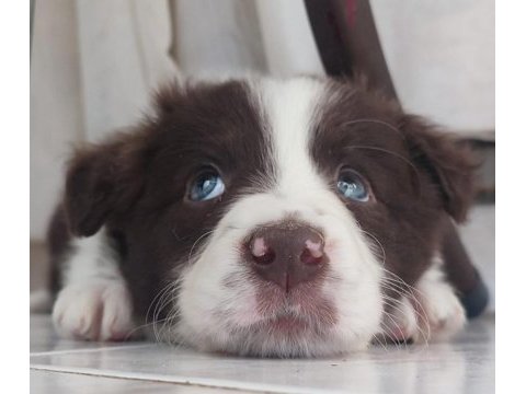 Sağlıklı safkan border collie yavrular