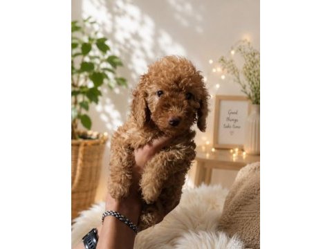 Dişi toy poodle