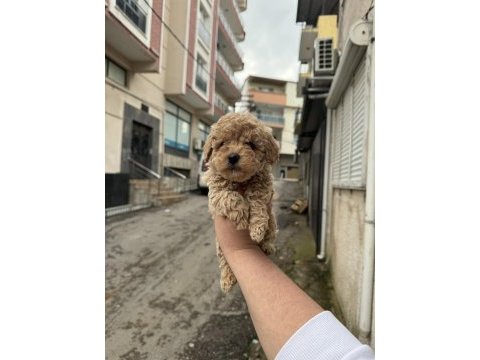 Kilo garantili 0 boy kore kan maltipoo köpekler