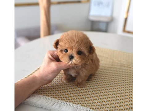 Irk garantili safkan poodle bebeklerim