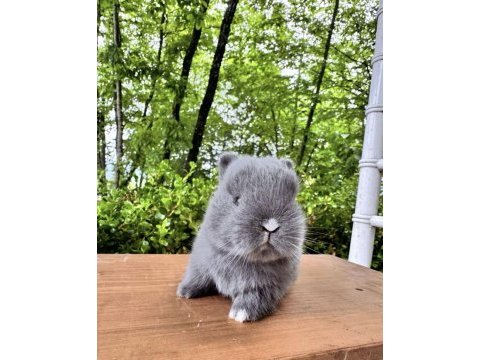 A kalite netherland dwarf tavşan yavrular