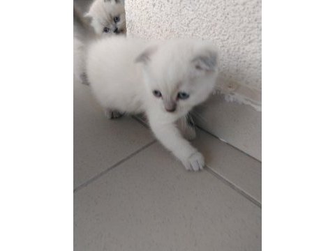 Yeni yavru kedimiz yuvamız