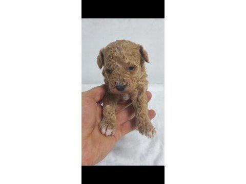 45 gunluk toy poodle yavrular