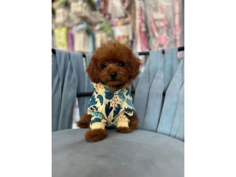 Kore kan ırk ve sağlık garantili aşılı erkek yavru poodle