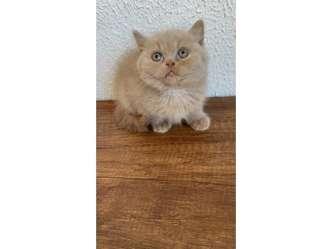 Yavruların en sevimlisi fawn british shorthair