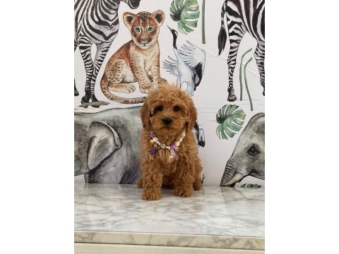 Evlerinize neşe getirecek maltipoo yavrularımız hazır
