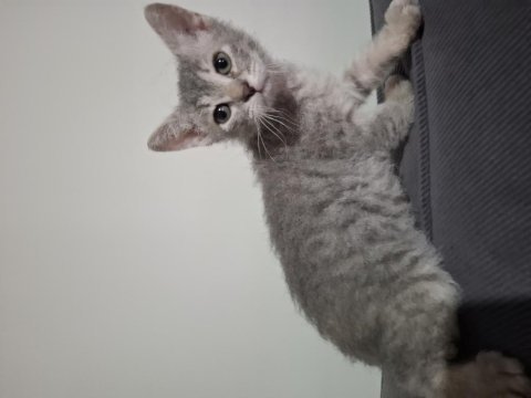 British shorthair cins yavru