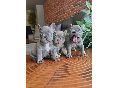 Top quality french bulldog bebekler