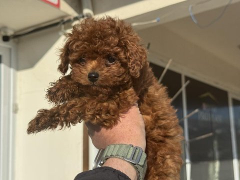 Petmode köpek çiftliğinden tea cup kore poodle