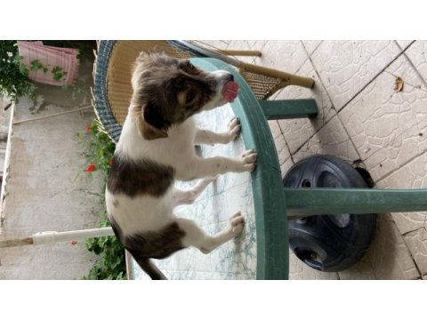 Kendi jack russell yavrumuza yuva arıyoruz