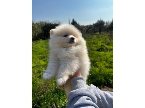 Pomeranian yavrularımız yeni ailesini arıyor