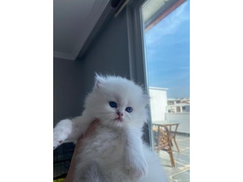 Full secereli british longhair erkek yavrum teslime hazır