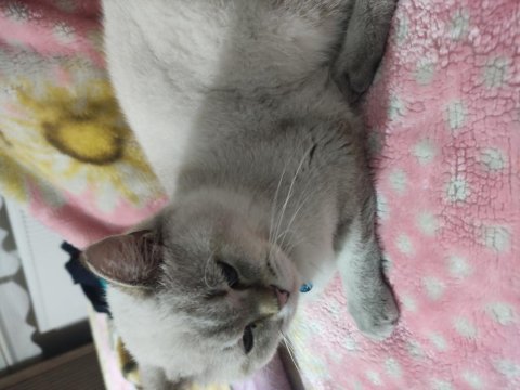 British shorthair mavi gözlü çok uslu 10 aylık erkek