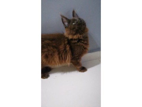 Dev minik maine coon oğlan