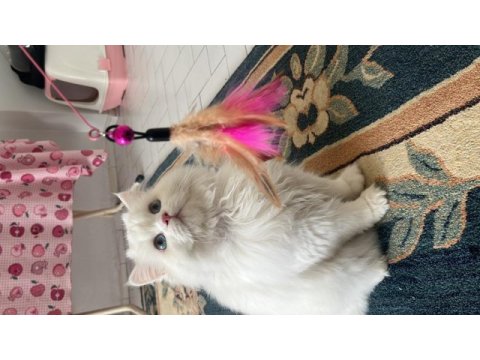 İş dolayısıyla sahiplendiriyorım british longhair