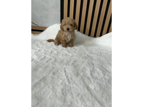 Sevimli maltipoo yavrularımız 
