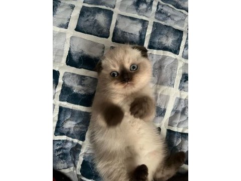 Güzel scottish fold yavrular yeni yuvalarını arıyor