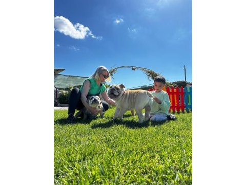 Sevimli yaramazlar ingiliz bulldog bebeklerimiz