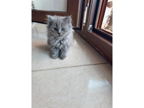 2 aylık british longhair kedisi