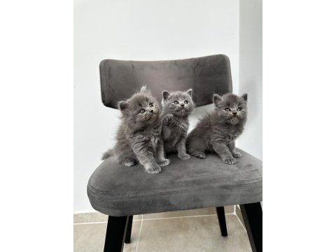 3 adet gri british shorthair yavrular