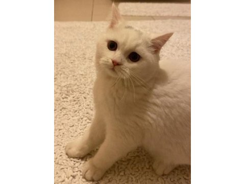 Minik eğlenceli british longhair oğlum yuva arıyor
