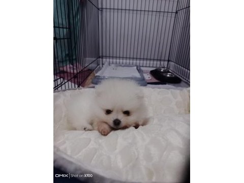 Pomeranian boo dişi ayı surat