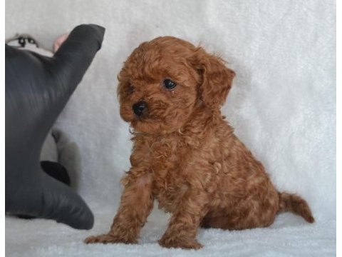 Teacup 2.5 aylık erkek poodle