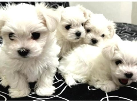 0 numara maltese bebeklerimiz