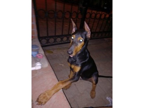 Big doberman