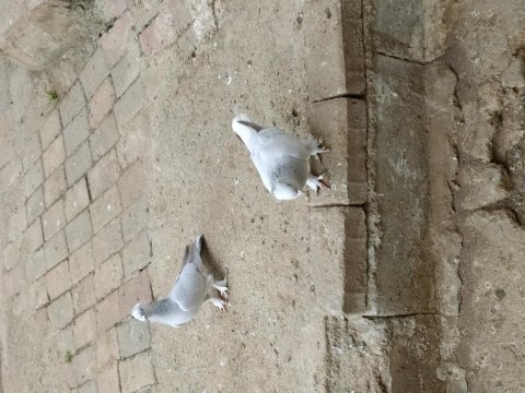 İki erkek ballı güvercin