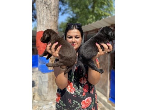 Çikolata labrador yavrularım