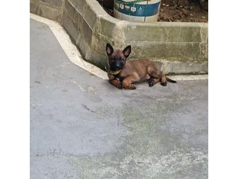 Belçika kurdu erkek aşılı yavrumuz