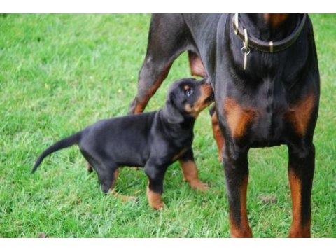 A kalite doberman yavruları