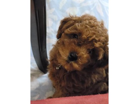 Toy poodle red brown orjinal