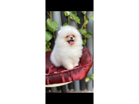Pomeranian harika