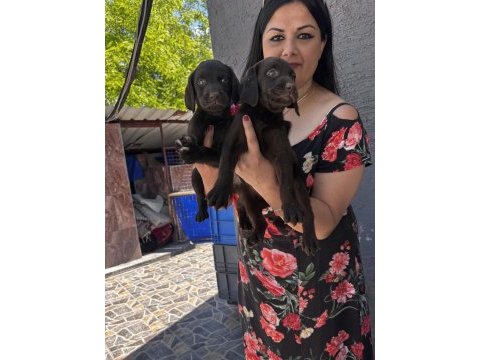 Çikolata labrador yavrularım