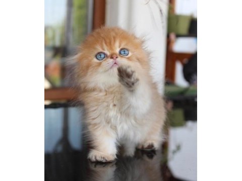 Safkan şecereli chocolate golden erkek scottish fold