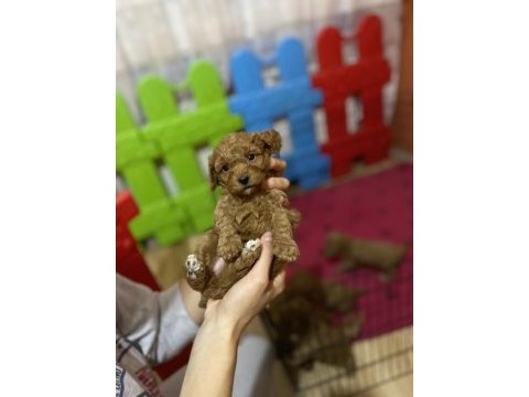 Red brown toy poodle yavrular