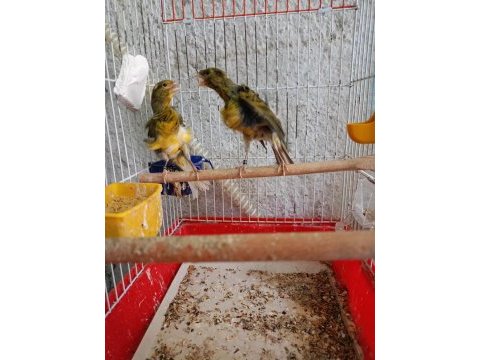 Orjinal kıvırcık mantolu kanarya