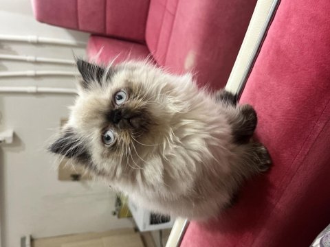 İran kedisi egzotik blue point