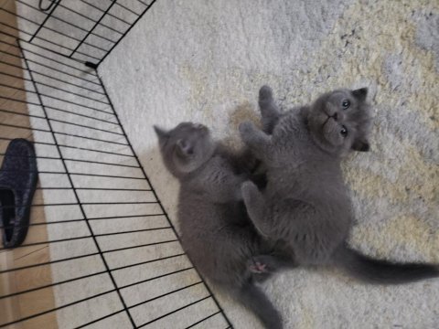 Safkan british ve scottish fold