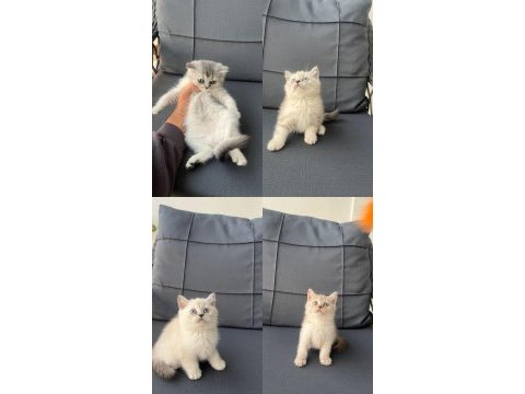 British shorthair yavrular