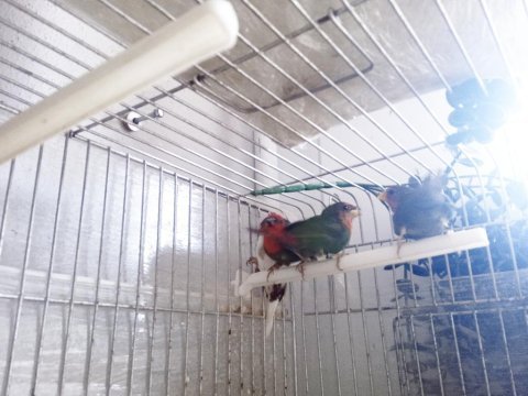 Lutino taşıyıcı parrotlar