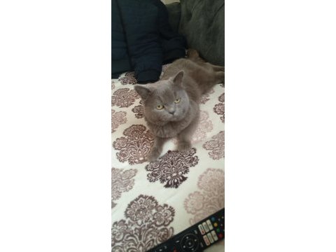 British shorthair sahiplendirme