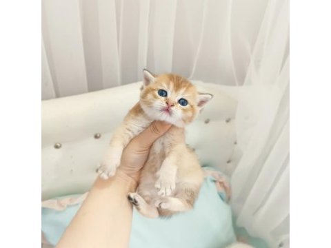 British shorthair yavrular blue golden