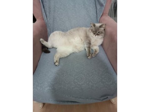 4 yaşında dişi blue point british shorthair