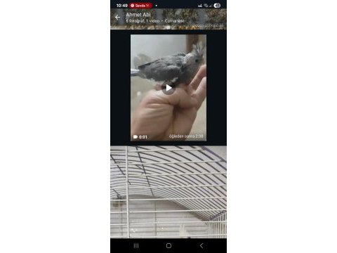 Satılık sultan papağanı albino lutino wifi